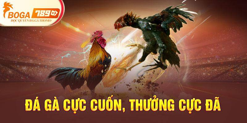 Đá gà cực cuốn, thưởng cực đã